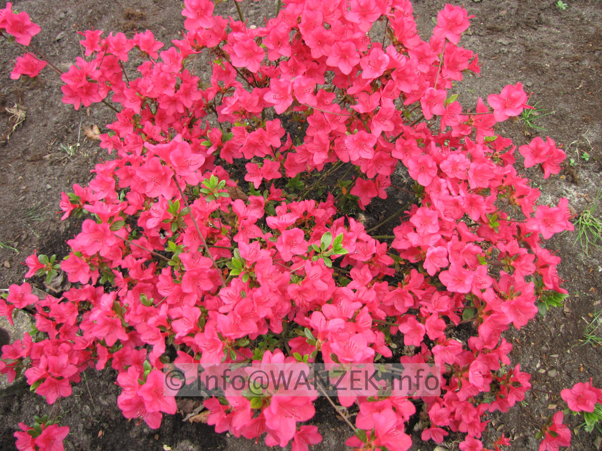 Azalea japonica  -Rot bluehend2.JPG